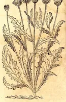 An illustration from Caspari Bauhini viri clariss. Pinax Theatri botanici, sive, Index in Theophrasti, Dioscoridis, Plinij et botanicorum qui à seculo scripserunt opera : plantarum circiter sex millium ab ipsis exhibitarum nomina cum earundem synonymijs & differentijs methodice secundum genera & species proponens : opus XL annorum summopere expetitum ad autoris autographum recensitum (1671)