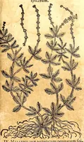 An illustration from Caspari Bauhini viri clariss. Pinax Theatri botanici, sive, Index in Theophrasti, Dioscoridis, Plinij et botanicorum qui à seculo scripserunt opera : plantarum circiter sex millium ab ipsis exhibitarum nomina cum earundem synonymijs & differentijs methodice secundum genera & species proponens : opus XL annorum summopere expetitum ad autoris autographum recensitum (1671)