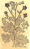 An illustration from Caspari Bauhini viri clariss. Pinax Theatri botanici, sive, Index in Theophrasti, Dioscoridis, Plinij et botanicorum qui à seculo scripserunt opera : plantarum circiter sex millium ab ipsis exhibitarum nomina cum earundem synonymijs & differentijs methodice secundum genera & species proponens : opus XL annorum summopere expetitum ad autoris autographum recensitum (1671)