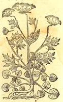 An illustration from Caspari Bauhini viri clariss. Pinax Theatri botanici, sive, Index in Theophrasti, Dioscoridis, Plinij et botanicorum qui à seculo scripserunt opera : plantarum circiter sex millium ab ipsis exhibitarum nomina cum earundem synonymijs & differentijs methodice secundum genera & species proponens : opus XL annorum summopere expetitum ad autoris autographum recensitum (1671)