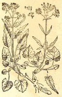 An illustration from Caspari Bauhini viri clariss. Pinax Theatri botanici, sive, Index in Theophrasti, Dioscoridis, Plinij et botanicorum qui à seculo scripserunt opera : plantarum circiter sex millium ab ipsis exhibitarum nomina cum earundem synonymijs & differentijs methodice secundum genera & species proponens : opus XL annorum summopere expetitum ad autoris autographum recensitum (1671)