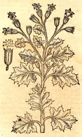 An illustration from Caspari Bauhini viri clariss. Pinax Theatri botanici, sive, Index in Theophrasti, Dioscoridis, Plinij et botanicorum qui à seculo scripserunt opera : plantarum circiter sex millium ab ipsis exhibitarum nomina cum earundem synonymijs & differentijs methodice secundum genera & species proponens : opus XL annorum summopere expetitum ad autoris autographum recensitum (1671)