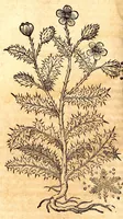 An illustration from Caspari Bauhini viri clariss. Pinax Theatri botanici, sive, Index in Theophrasti, Dioscoridis, Plinij et botanicorum qui à seculo scripserunt opera : plantarum circiter sex millium ab ipsis exhibitarum nomina cum earundem synonymijs & differentijs methodice secundum genera & species proponens : opus XL annorum summopere expetitum ad autoris autographum recensitum (1671)