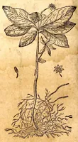 An illustration from Caspari Bauhini viri clariss. Pinax Theatri botanici, sive, Index in Theophrasti, Dioscoridis, Plinij et botanicorum qui à seculo scripserunt opera : plantarum circiter sex millium ab ipsis exhibitarum nomina cum earundem synonymijs & differentijs methodice secundum genera & species proponens : opus XL annorum summopere expetitum ad autoris autographum recensitum (1671)