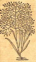 An illustration from Caspari Bauhini viri clariss. Pinax Theatri botanici, sive, Index in Theophrasti, Dioscoridis, Plinij et botanicorum qui à seculo scripserunt opera : plantarum circiter sex millium ab ipsis exhibitarum nomina cum earundem synonymijs & differentijs methodice secundum genera & species proponens : opus XL annorum summopere expetitum ad autoris autographum recensitum (1671)