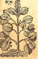 An illustration from Caspari Bauhini viri clariss. Pinax Theatri botanici, sive, Index in Theophrasti, Dioscoridis, Plinij et botanicorum qui à seculo scripserunt opera : plantarum circiter sex millium ab ipsis exhibitarum nomina cum earundem synonymijs & differentijs methodice secundum genera & species proponens : opus XL annorum summopere expetitum ad autoris autographum recensitum (1671)