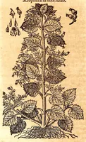 Picture 38 of 43 from Caspari Bauhini viri clariss. Pinax Theatri botanici, sive, Index in Theophrasti, Dioscoridis, Plinij et botanicorum qui à seculo scripserunt opera : plantarum circiter sex millium ab ipsis exhibitarum nomina cum earundem synonymijs & differentijs methodice secundum genera & species proponens : opus XL annorum summopere expetitum ad autoris autographum recensitum (1671), leaf 680