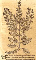 An illustration from Caspari Bauhini viri clariss. Pinax Theatri botanici, sive, Index in Theophrasti, Dioscoridis, Plinij et botanicorum qui à seculo scripserunt opera : plantarum circiter sex millium ab ipsis exhibitarum nomina cum earundem synonymijs & differentijs methodice secundum genera & species proponens : opus XL annorum summopere expetitum ad autoris autographum recensitum (1671)