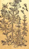An illustration from Caspari Bauhini viri clariss. Pinax Theatri botanici, sive, Index in Theophrasti, Dioscoridis, Plinij et botanicorum qui à seculo scripserunt opera : plantarum circiter sex millium ab ipsis exhibitarum nomina cum earundem synonymijs & differentijs methodice secundum genera & species proponens : opus XL annorum summopere expetitum ad autoris autographum recensitum (1671)