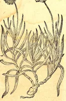 An illustration from Caspari Bauhini viri clariss. Pinax Theatri botanici, sive, Index in Theophrasti, Dioscoridis, Plinij et botanicorum qui à seculo scripserunt opera : plantarum circiter sex millium ab ipsis exhibitarum nomina cum earundem synonymijs & differentijs methodice secundum genera & species proponens : opus XL annorum summopere expetitum ad autoris autographum recensitum (1671)