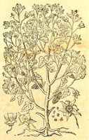 An illustration from Caspari Bauhini viri clariss. Pinax Theatri botanici, sive, Index in Theophrasti, Dioscoridis, Plinij et botanicorum qui à seculo scripserunt opera : plantarum circiter sex millium ab ipsis exhibitarum nomina cum earundem synonymijs & differentijs methodice secundum genera & species proponens : opus XL annorum summopere expetitum ad autoris autographum recensitum (1671)