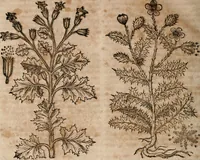 An illustration from Caspari Bavhini ... theatri botanici in qvo plantæ svpra sexcentæ ab ipso primum descriptæ cum plurimis figuris proponuntur (1671)