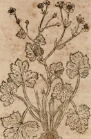 An illustration from Caspari Bavhini ... theatri botanici in qvo plantæ svpra sexcentæ ab ipso primum descriptæ cum plurimis figuris proponuntur (1671)
