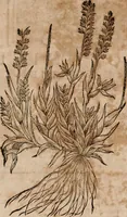 An illustration from Caspari Bavhini ... theatri botanici in qvo plantæ svpra sexcentæ ab ipso primum descriptæ cum plurimis figuris proponuntur (1671)
