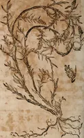An illustration from Caspari Bavhini ... theatri botanici in qvo plantæ svpra sexcentæ ab ipso primum descriptæ cum plurimis figuris proponuntur (1671)