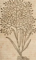 An illustration from Caspari Bavhini ... theatri botanici in qvo plantæ svpra sexcentæ ab ipso primum descriptæ cum plurimis figuris proponuntur (1671)