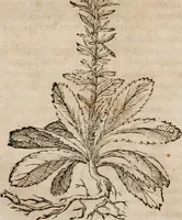 An illustration from Caspari Bavhini ... theatri botanici in qvo plantæ svpra sexcentæ ab ipso primum descriptæ cum plurimis figuris proponuntur (1671)