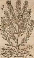 An illustration from Caspari Bavhini ... theatri botanici in qvo plantæ svpra sexcentæ ab ipso primum descriptæ cum plurimis figuris proponuntur (1671)