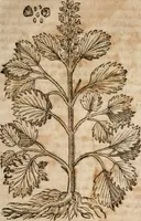 An illustration from Caspari Bavhini ... theatri botanici in qvo plantæ svpra sexcentæ ab ipso primum descriptæ cum plurimis figuris proponuntur (1671)
