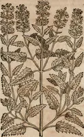 Picture 112 of 138 from Caspari Bavhini ... theatri botanici in qvo plantæ svpra sexcentæ ab ipso primum descriptæ cum plurimis figuris proponuntur (1671), leaf 119