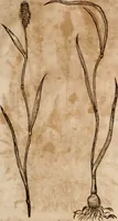An illustration from Caspari Bavhini ... theatri botanici in qvo plantæ svpra sexcentæ ab ipso primum descriptæ cum plurimis figuris proponuntur (1671)