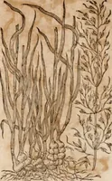 An illustration from Caspari Bavhini ... theatri botanici in qvo plantæ svpra sexcentæ ab ipso primum descriptæ cum plurimis figuris proponuntur (1671)