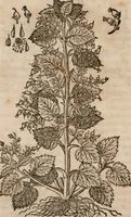 An illustration from Caspari Bavhini ... theatri botanici in qvo plantæ svpra sexcentæ ab ipso primum descriptæ cum plurimis figuris proponuntur (1671)