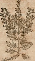 An illustration from Caspari Bavhini ... theatri botanici in qvo plantæ svpra sexcentæ ab ipso primum descriptæ cum plurimis figuris proponuntur (1671)