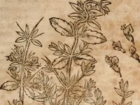 An illustration from Caspari Bavhini ... theatri botanici in qvo plantæ svpra sexcentæ ab ipso primum descriptæ cum plurimis figuris proponuntur (1671)