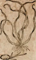 An illustration from Caspari Bavhini ... theatri botanici in qvo plantæ svpra sexcentæ ab ipso primum descriptæ cum plurimis figuris proponuntur (1671)