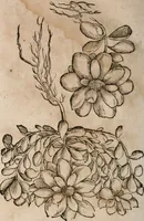 An illustration from Caspari Bavhini ... theatri botanici in qvo plantæ svpra sexcentæ ab ipso primum descriptæ cum plurimis figuris proponuntur (1671)