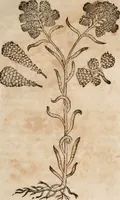 An illustration from Caspari Bavhini ... theatri botanici in qvo plantæ svpra sexcentæ ab ipso primum descriptæ cum plurimis figuris proponuntur (1671)