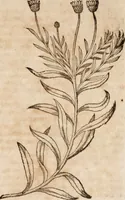 An illustration from Caspari Bavhini ... theatri botanici in qvo plantæ svpra sexcentæ ab ipso primum descriptæ cum plurimis figuris proponuntur (1671)
