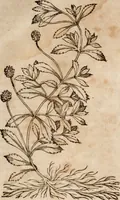 An illustration from Caspari Bavhini ... theatri botanici in qvo plantæ svpra sexcentæ ab ipso primum descriptæ cum plurimis figuris proponuntur (1671)