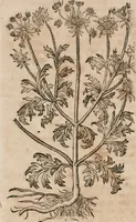 An illustration from Caspari Bavhini ... theatri botanici in qvo plantæ svpra sexcentæ ab ipso primum descriptæ cum plurimis figuris proponuntur (1671)