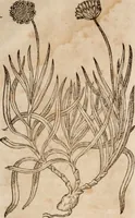 Picture 123 of 138 from Caspari Bavhini ... theatri botanici in qvo plantæ svpra sexcentæ ab ipso primum descriptæ cum plurimis figuris proponuntur (1671), leaf 136