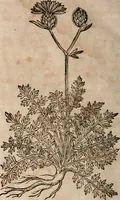 An illustration from Caspari Bavhini ... theatri botanici in qvo plantæ svpra sexcentæ ab ipso primum descriptæ cum plurimis figuris proponuntur (1671)