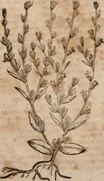 An illustration from Caspari Bavhini ... theatri botanici in qvo plantæ svpra sexcentæ ab ipso primum descriptæ cum plurimis figuris proponuntur (1671)