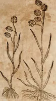An illustration from Caspari Bavhini ... theatri botanici in qvo plantæ svpra sexcentæ ab ipso primum descriptæ cum plurimis figuris proponuntur (1671)