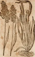 An illustration from Caspari Bavhini ... theatri botanici in qvo plantæ svpra sexcentæ ab ipso primum descriptæ cum plurimis figuris proponuntur (1671)