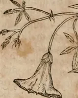 Picture 126 of 138 from Caspari Bavhini ... theatri botanici in qvo plantæ svpra sexcentæ ab ipso primum descriptæ cum plurimis figuris proponuntur (1671), leaf 143
