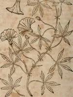 An illustration from Caspari Bavhini ... theatri botanici in qvo plantæ svpra sexcentæ ab ipso primum descriptæ cum plurimis figuris proponuntur (1671)