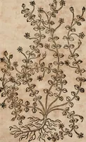 An illustration from Caspari Bavhini ... theatri botanici in qvo plantæ svpra sexcentæ ab ipso primum descriptæ cum plurimis figuris proponuntur (1671)