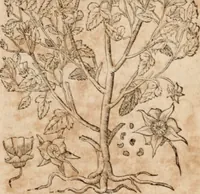 Picture 129 of 138 from Caspari Bavhini ... theatri botanici in qvo plantæ svpra sexcentæ ab ipso primum descriptæ cum plurimis figuris proponuntur (1671), leaf 146
