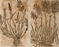 An illustration from Caspari Bavhini ... theatri botanici in qvo plantæ svpra sexcentæ ab ipso primum descriptæ cum plurimis figuris proponuntur (1671)