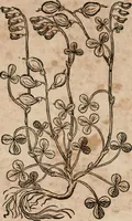 An illustration from Caspari Bavhini ... theatri botanici in qvo plantæ svpra sexcentæ ab ipso primum descriptæ cum plurimis figuris proponuntur (1671)