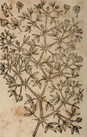 An illustration from Caspari Bavhini ... theatri botanici in qvo plantæ svpra sexcentæ ab ipso primum descriptæ cum plurimis figuris proponuntur (1671)