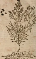 An illustration from Caspari Bavhini ... theatri botanici in qvo plantæ svpra sexcentæ ab ipso primum descriptæ cum plurimis figuris proponuntur (1671)