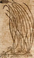 An illustration from Caspari Bavhini ... theatri botanici in qvo plantæ svpra sexcentæ ab ipso primum descriptæ cum plurimis figuris proponuntur (1671)