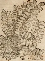 An illustration from Caspari Bavhini ... theatri botanici in qvo plantæ svpra sexcentæ ab ipso primum descriptæ cum plurimis figuris proponuntur (1671)